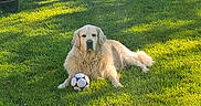 Orion a rejoint le concours — aidez-le/la à gagner de superbes lots ! animal, canine, cute, dog, field, friendly, fur, golden_retriever, grass, greenery, leisure, mammal, nature, outdoor, pet, playing, relaxing, soccer_ball, summer, sunlight