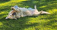 Orion a rejoint le concours — aidez-le/la à gagner de superbes lots ! dog, golden_retriever, grass, outdoor, sunlight, playful, soccer_ball, pet, animal, happy, nature, greenery, summer, rolling, paw, fur, canine, leisure, daylight, park