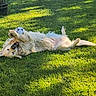 dog, golden_retriever, grass, outdoor, sunlight, playful, soccer_ball, pet, animal, happy, nature, greenery, summer, rolling, paw, fur, canine, leisure, daylight, park
