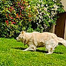 Orion participe au concours pour gagner de l'argent avec cette photo : animal, bush, canine, daylight, dog, flowering_plants, flowers, fur, garden, golden_retriever, grass, greenery, house_door, nature, outdoor, pet, shrubbery, sunlight, walking, yard