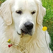 Orion a rejoint le concours — aidez-le/la à gagner de superbes lots ! animal, canine, closeup, dandelion, daylight, dog, flora, flower, fur, golden_retriever, grass, greenery, nature, outdoor, peaceful, pet, portrait, relaxed, summer, white_dog