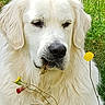animal, canine, closeup, dandelion, daylight, dog, flora, flower, fur, golden_retriever, grass, greenery, nature, outdoor, peaceful, pet, portrait, relaxed, summer, white_dog