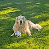 dog, golden_retriever, soccer_ball, grass, outdoor, pet, animal, sunlight, shadow, lawn, relaxing, playing, summer, daylight, mammal, canine, fur, nature, resting, greenery