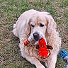 animal, backyard, blue_rope_toy, closeup, collar, cream_colored, dog, fluffy, golden_retriever, grass, long_hair, lying_down, natural_light, outdoor, pet, playing, plush_toy, portrait, red_toy, toy