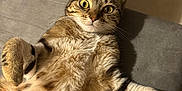 Kylie participe au concours pour gagner de l'argent avec cette photo : cat, tabby, pet, indoor, fur, whiskers, belly, paws, big_eyes, relaxed, couch, sofa, portrait, cute, striped, ear, nose, up_close, mammal, household