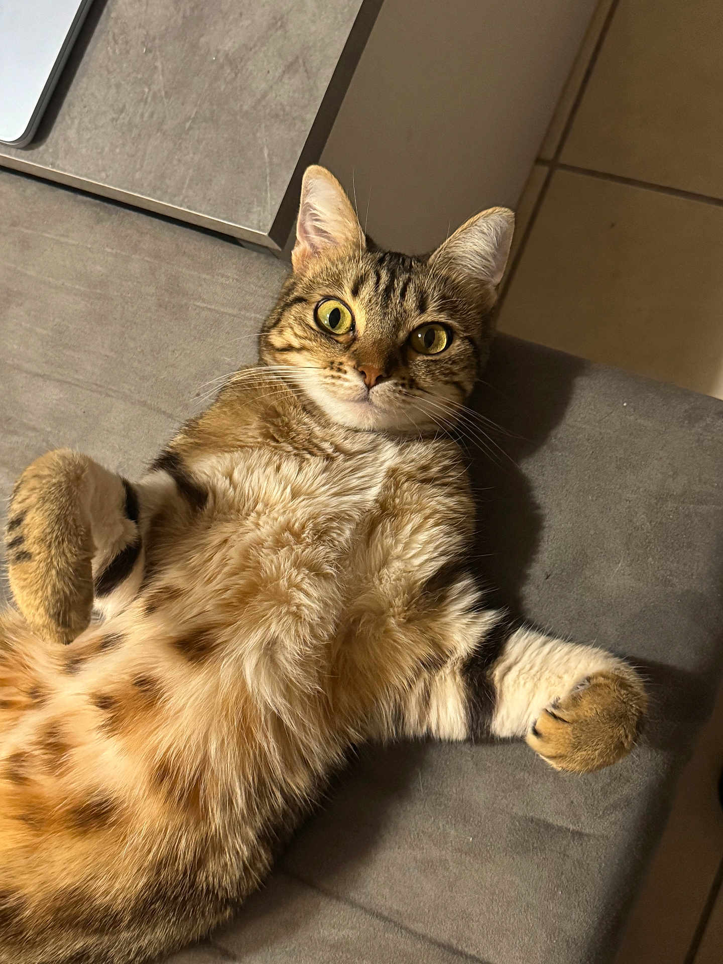 Kylie participe au concours pour gagner de l'argent avec cette photo : cat, tabby, pet, indoor, fur, whiskers, belly, paws, big_eyes, relaxed, couch, sofa, portrait, cute, striped, ear, nose, up_close, mammal, household