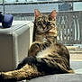 Kylie a rejoint le concours — aidez-le/la à gagner de superbes lots ! cat, tabby_cat, pet, window, sunlight, lounging, cozy, indoor, whiskers, eyes, ears, fur, paws, tail, sofa, cushion, glass, relaxed, portrait, home