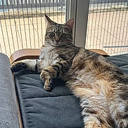 Kylie participe au concours pour gagner de l'argent avec cette photo : cat, tabby, feline, indoor, window, cushion, fur, paw, whiskers, relaxed, lounging, portrait, looking_at_camera, eyes, sunlight, home, furniture, cozy, muzzle, bed