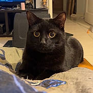 Gogeta a rejoint le concours — aidez-le/la à gagner de superbes lots ! black_cat, cat, pet, feline, indoor, portrait, closeup, wide_eyes, whiskers, ears, fur, sitting, blanket, bed, cozy, living_room, tv, shelf, figurine, furniture