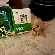 Bubbles joined the competition — help win amazing prizes! cat, orange_cat, animal, pet, box, cardboard, mountain_dew, soda, beverage, kitchen, countertop, appliance, curious, face, fur, whiskers, indoor, playful, container, peeking
