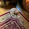 Bubbles is registered to the contest to win money with this photo: cat, sleeping, rug, patterned_rug, indoor, wooden_floor, sunlight, cozy, chair, cushion, tile_floor, warm_light, pet, feline, resting, fur, domestic_animal, quiet, home, floor