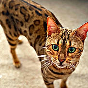 Yumi a rejoint le concours — aidez-le/la à gagner de superbes lots ! cat, bengal_cat, leopard_spots, tabby, feline, green_eyes, pet, animal, portrait, closeup, standing, walking, indoors, carpet, fur, whiskers, ears, tail, shallow_depth_of_field, photography