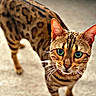 cat, bengal_cat, leopard_spots, tabby, feline, green_eyes, pet, animal, portrait, closeup, standing, walking, indoors, carpet, fur, whiskers, ears, tail, shallow_depth_of_field, photography