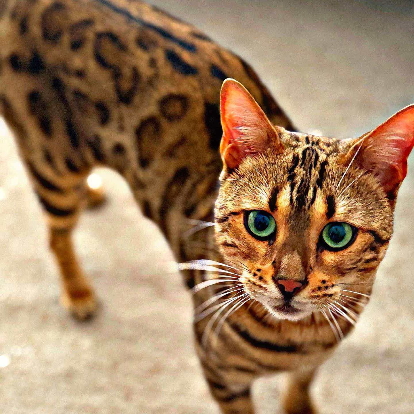Yumi a rejoint le concours — aidez-le/la à gagner de superbes lots ! cat, bengal_cat, leopard_spots, tabby, feline, green_eyes, pet, animal, portrait, closeup, standing, walking, indoors, carpet, fur, whiskers, ears, tail, shallow_depth_of_field, photography