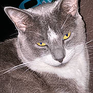 Stormi joined the competition — help win amazing prizes! animal, cat, close_up, cute, domestic_cat, ears, face, feline, fur, gray_cat, indoor, looking, mammal, pet, portrait, resting, sleepy_eyes, whiskers, white_fur, yellow_eyes