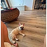 Nala is registered to the contest to win money with this photo: puppy, dog, french_bulldog, wooden_floor, indoor, person, legs, furniture, chair, desk, roses, flower, basket, relaxed, pet, cute, home, flooring, animal, small