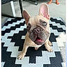Nala joined the competition — help win amazing prizes! french_bulldog, puppy, dog, pet, black_and_white_mat, zigzag_pattern, floor, child, bare_feet, legs, chair, indoor, concrete_floor, looking_up, cute, tongue_out, playful, animal, domestic, young