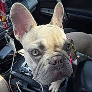 Nala is registered to the contest to win money with this photo: dog, french_bulldog, car_interior, close_up, pet, animal, ears, leash, seat, window, keys, curious, canine, companion, domestic_animal, cute, portrait, vehicle, interior, seatbelt