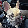 dog, french_bulldog, car_interior, close_up, pet, animal, ears, leash, seat, window, keys, curious, canine, companion, domestic_animal, cute, portrait, vehicle, interior, seatbelt