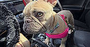 Nala is registered to the contest to win money with this photo: dog, french_bulldog, puppy, car_interior, pink_harness, steering_wheel, center_console, seat, footwear, jeans, window, daylight, trees, sky, dashboard, seatbelt, leash, pet, animal, vehicle