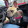 dog, french_bulldog, puppy, car_interior, pink_harness, steering_wheel, center_console, seat, footwear, jeans, window, daylight, trees, sky, dashboard, seatbelt, leash, pet, animal, vehicle