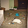 cat, feline, white_cat, orange_patches, lying_down, relaxed, carpet, indoor, living_room, fireplace, cat_toys, toy_track, toy_mouse, balls, feather_toy, pet, houseplant, dresser, chair, home_decor