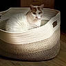 Faith is registered to the contest to win money with this photo: cat, pet, animal, white_cat, brown_patches, basket, woven_basket, indoor, home, wooden_floor, lying_down, sitting, fur, whiskers, ears, green_eyes, portrait, closeup, cozy, relaxed