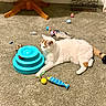 Faith joined the competition — help win amazing prizes! cat, calico_cat, pet, animal, feline, lying_down, relaxed, white_fur, orange_patches, black_tail, carpet, indoor, living_room, cat_toys, toy_tower, fish_toy, ball, mouse_toy, home, playtime