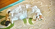 Faith joined the competition — help win amazing prizes! cat, pet, animal, white_cat, orange_patches, fluffy, long_hair, green_eyes, lying_down, belly_up, playful, relaxed, indoors, rug, carpet, patterned_surface, wood_floor, portrait, cute, closeup