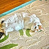 cat, pet, animal, white_cat, orange_patches, fluffy, long_hair, green_eyes, lying_down, belly_up, playful, relaxed, indoors, rug, carpet, patterned_surface, wood_floor, portrait, cute, closeup