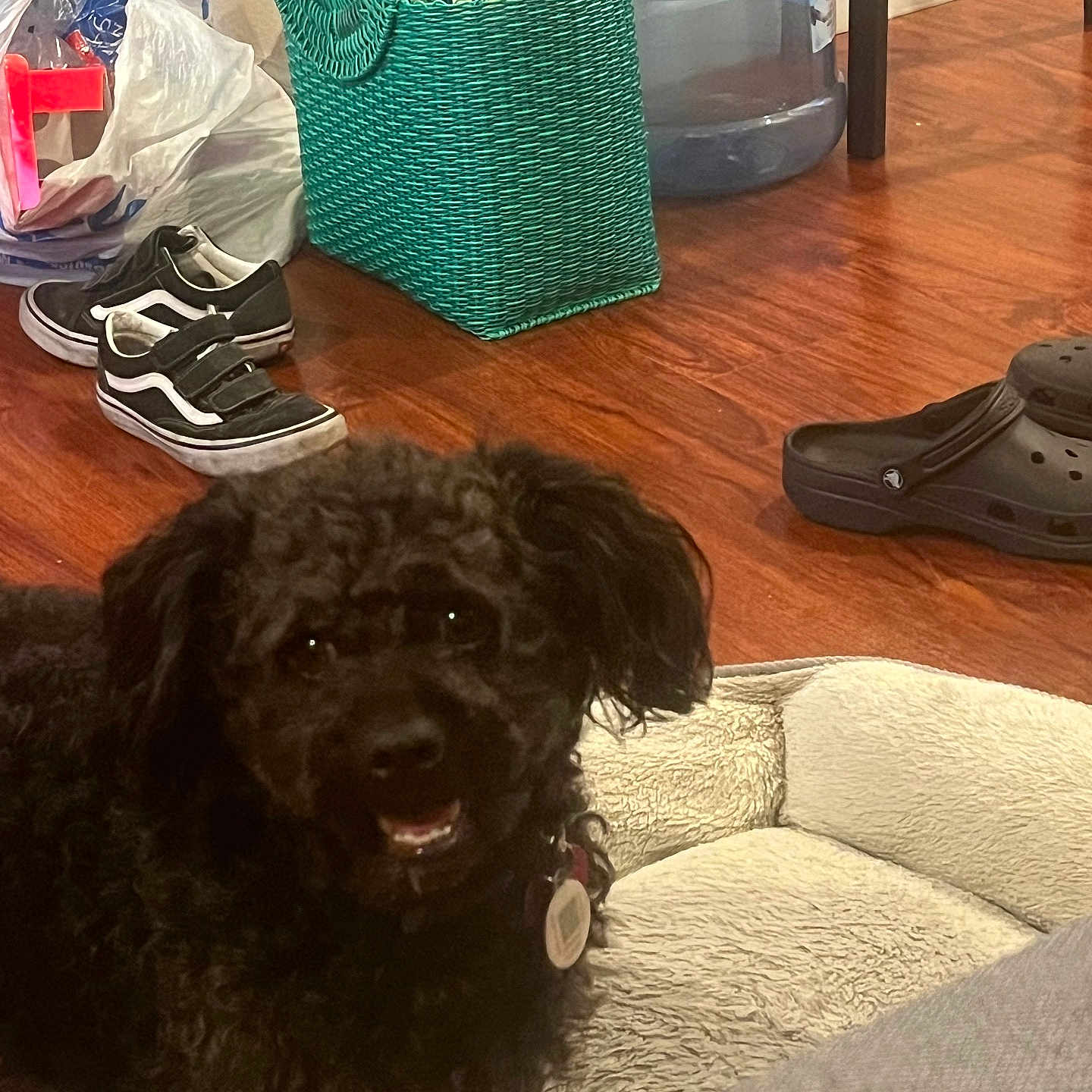 Shadow Calles joined the competition — help win amazing prizes! black_dog, casual, clogs, collar, cozy, curly_fur, dog, dog_bed, flooring, green_basket, home, indoor, pet, resting, shoes, sneakers, soccer_ball, tag, water_jug, wooden_floor