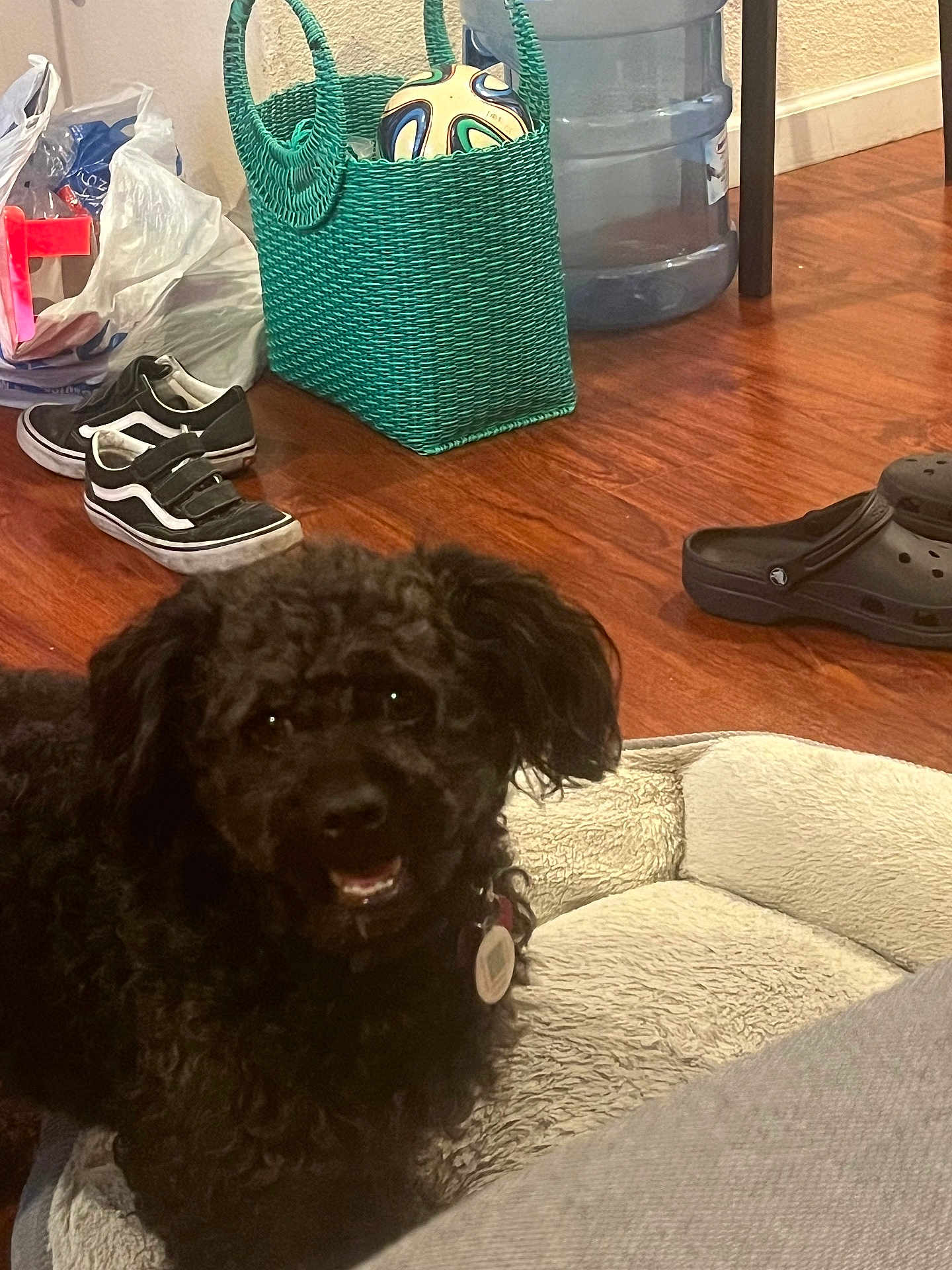 Shadow Calles joined the competition — help win amazing prizes! black_dog, casual, clogs, collar, cozy, curly_fur, dog, dog_bed, flooring, green_basket, home, indoor, pet, resting, shoes, sneakers, soccer_ball, tag, water_jug, wooden_floor