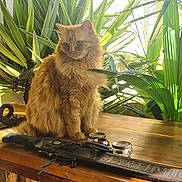 Tiger participe au concours pour gagner de l'argent avec cette photo : cat, orange_cat, fluffy_cat, wooden_table, green_plants, indoor, sunlight, decor, ornamental_object, engraving, furniture, pet, animal, domestic_cat, tabletop, natural_light, relaxing, houseplant, cozy, still_life