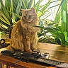 cat, orange_cat, fluffy_cat, wooden_table, green_plants, indoor, sunlight, decor, ornamental_object, engraving, furniture, pet, animal, domestic_cat, tabletop, natural_light, relaxing, houseplant, cozy, still_life