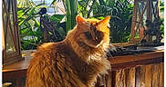 Tiger a rejoint le concours — aidez-le/la à gagner de superbes lots ! cat, orange_cat, fluffy, feline, indoor, sunlight, wooden_table, plants, greenery, tropical, cozy, rustic, furniture, pet, animal, portrait, sitting, daylight, window, home