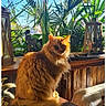 cat, orange_cat, fluffy, feline, indoor, sunlight, wooden_table, plants, greenery, tropical, cozy, rustic, furniture, pet, animal, portrait, sitting, daylight, window, home