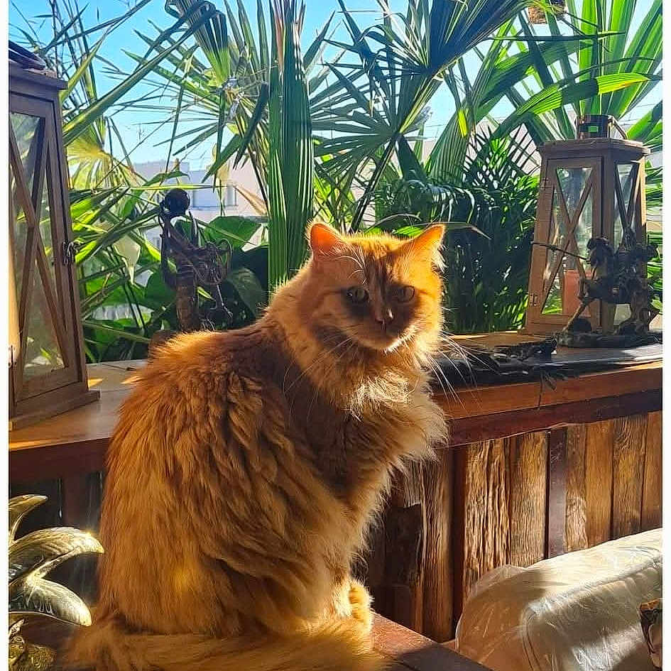 Tiger a rejoint le concours — aidez-le/la à gagner de superbes lots ! cat, orange_cat, fluffy, feline, indoor, sunlight, wooden_table, plants, greenery, tropical, cozy, rustic, furniture, pet, animal, portrait, sitting, daylight, window, home