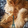 Tiger participe au concours pour gagner de l'argent avec cette photo : cat, orange_cat, fluffy, bed, bedding, indoor, pet, animal, relaxed, resting, closeup, fur, whiskers, portrait, comfort, patterned, fabric, cute, sleepy, overlay