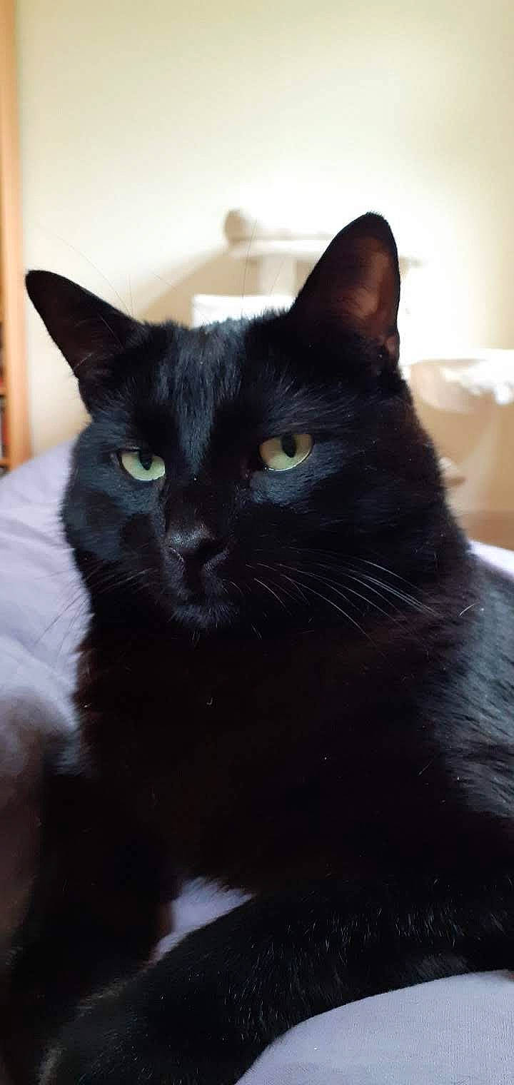 Luigi participe au concours pour gagner de l'argent avec cette photo : black_cat, bombay, carnivore, cat, domestic_short_haired_cat, felidae, fur, small_to_medium_sized_cats, snout, terrestrial_animal, whiskers