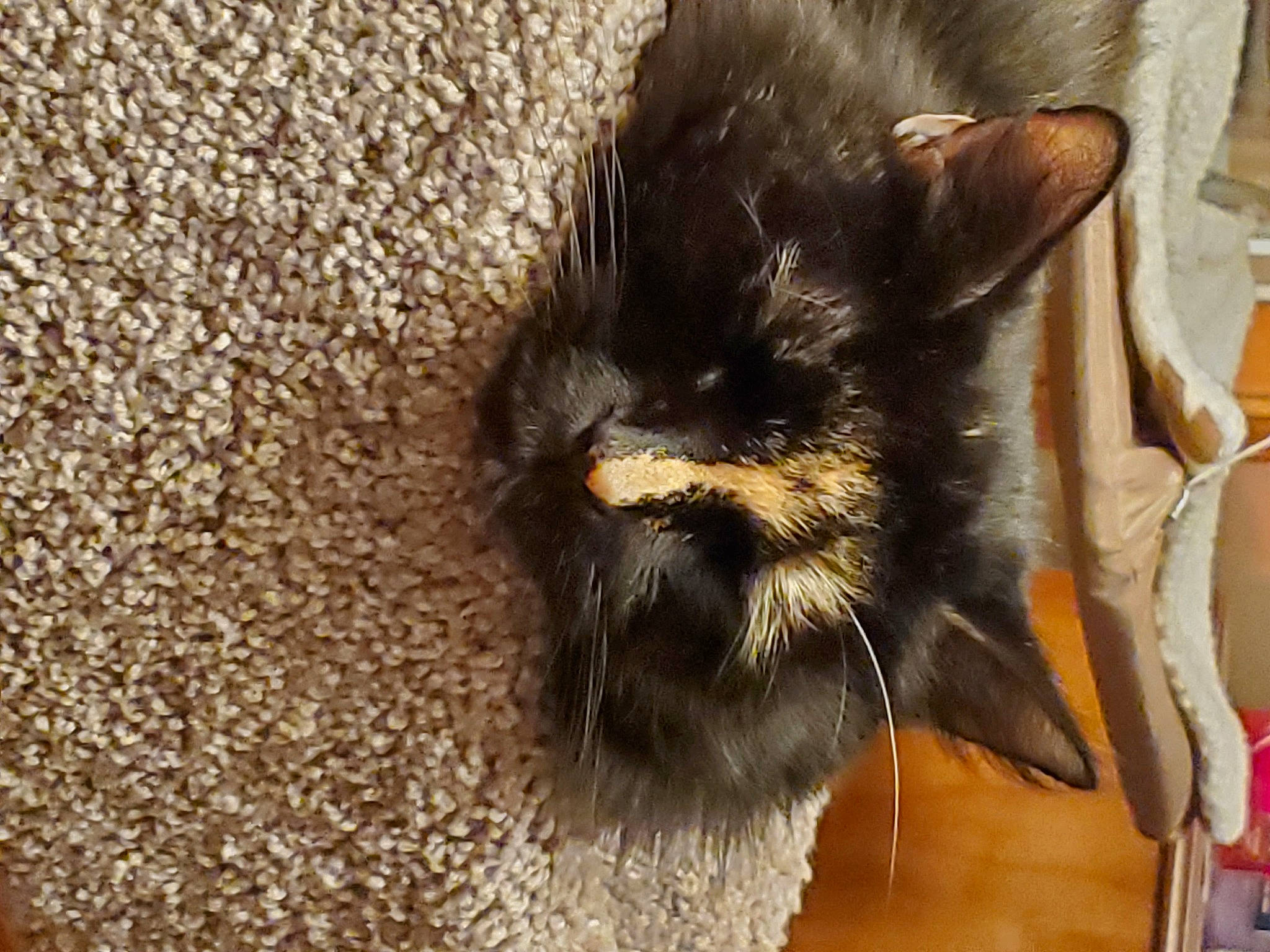 Cupcake joined the competition — help win amazing prizes! black_cat, carnivore, cat, claw, dog_breed, domestic_short_haired_cat, eye, fang, fawn, felidae, flooring, fur, paw, small_to_medium_sized_cats, snout, soil, tail, terrestrial_animal, whiskers, wood