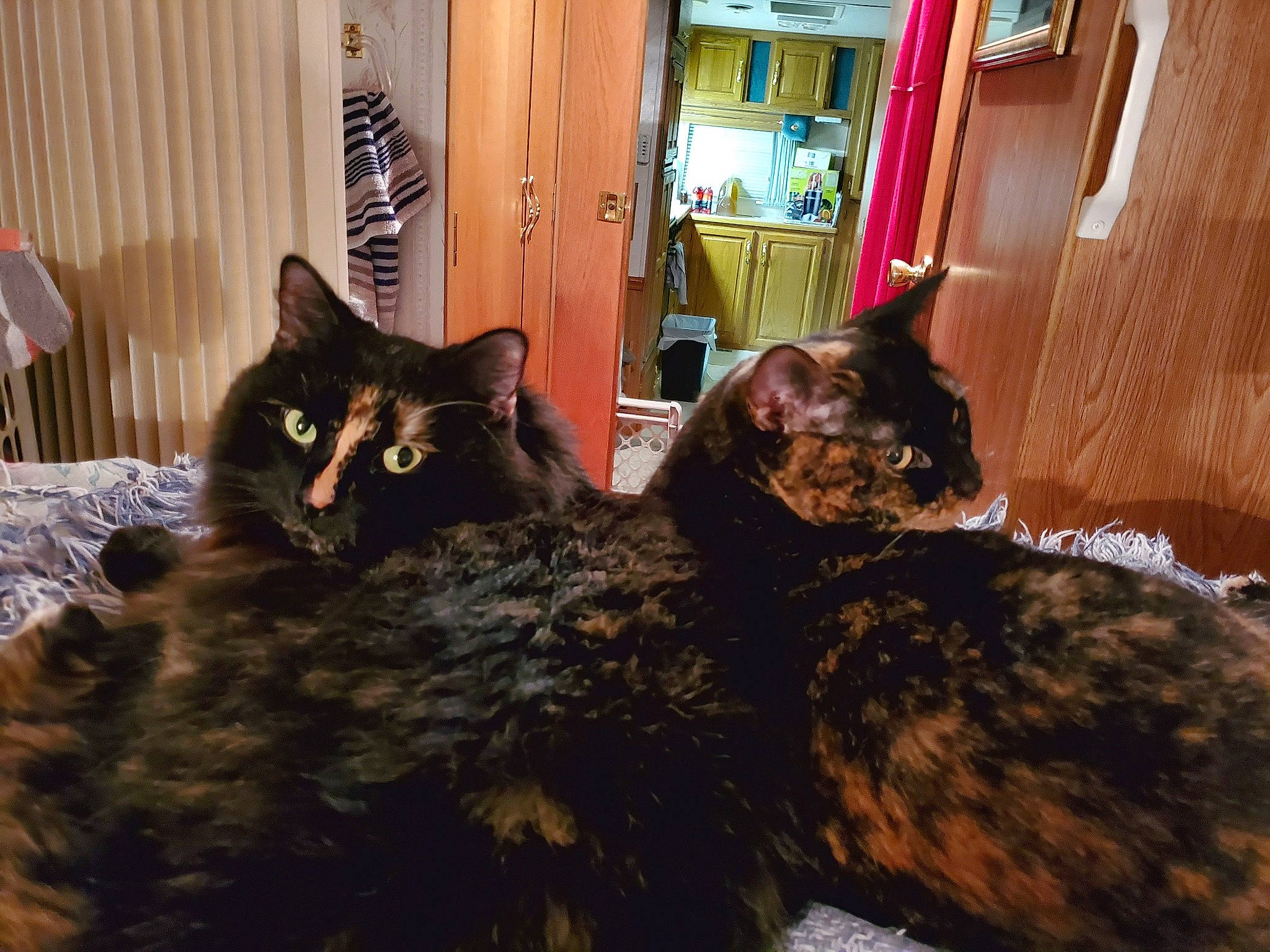 Cupcake joined the competition — help win amazing prizes! black_cat, brown, carnivore, cat, comfort, curtain, domestic_short_haired_cat, door, felidae, fur, mammal, room, small_to_medium_sized_cats, snout, tail, terrestrial_animal, vertebrate, whiskers, window, wood