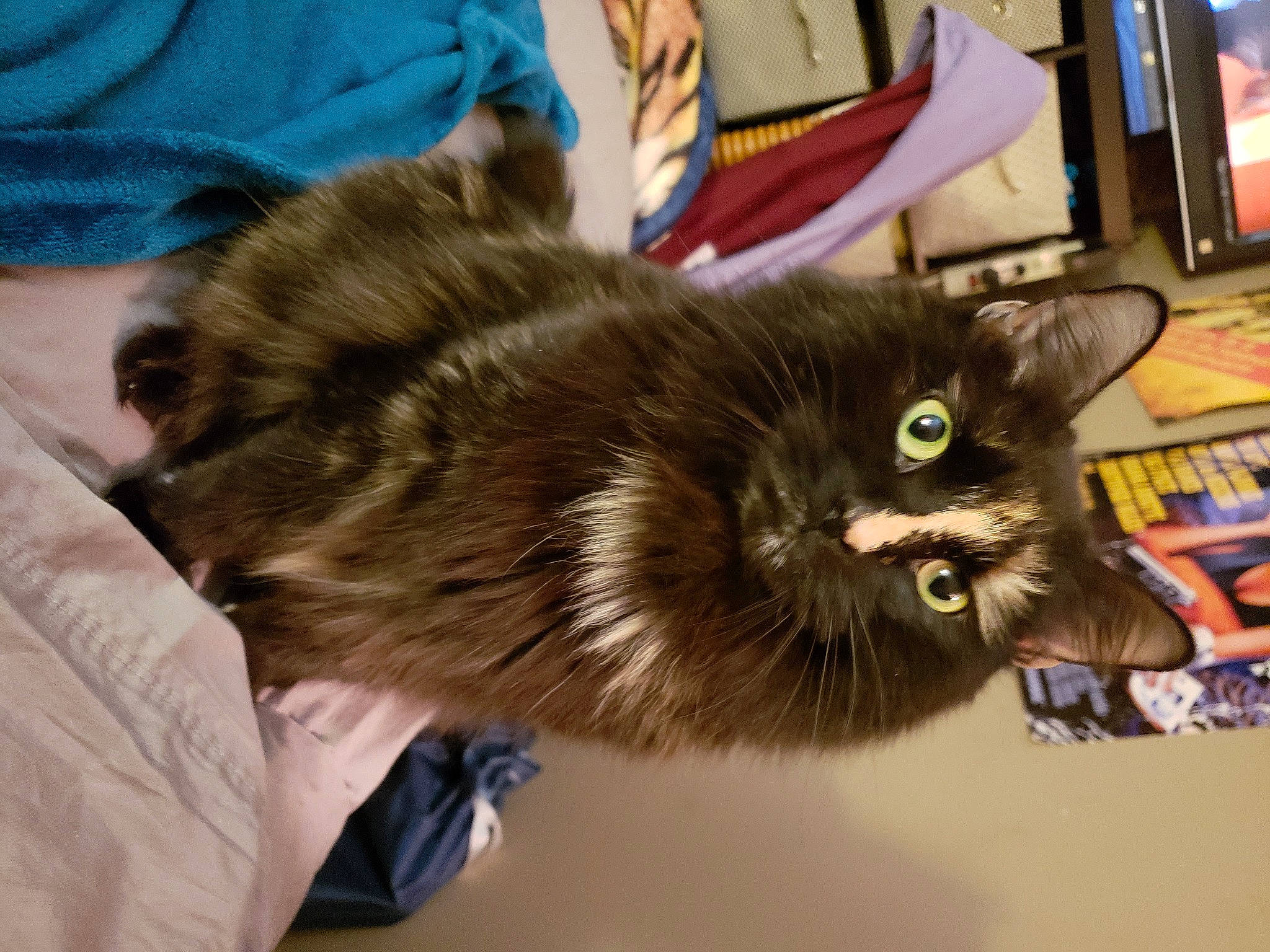 Cupcake joined the competition — help win amazing prizes! black_cat, box, carnivore, cat, claw, comfort, domestic_short_haired_cat, ear, felidae, fur, paw, small_to_medium_sized_cats, snout, tail, whiskers