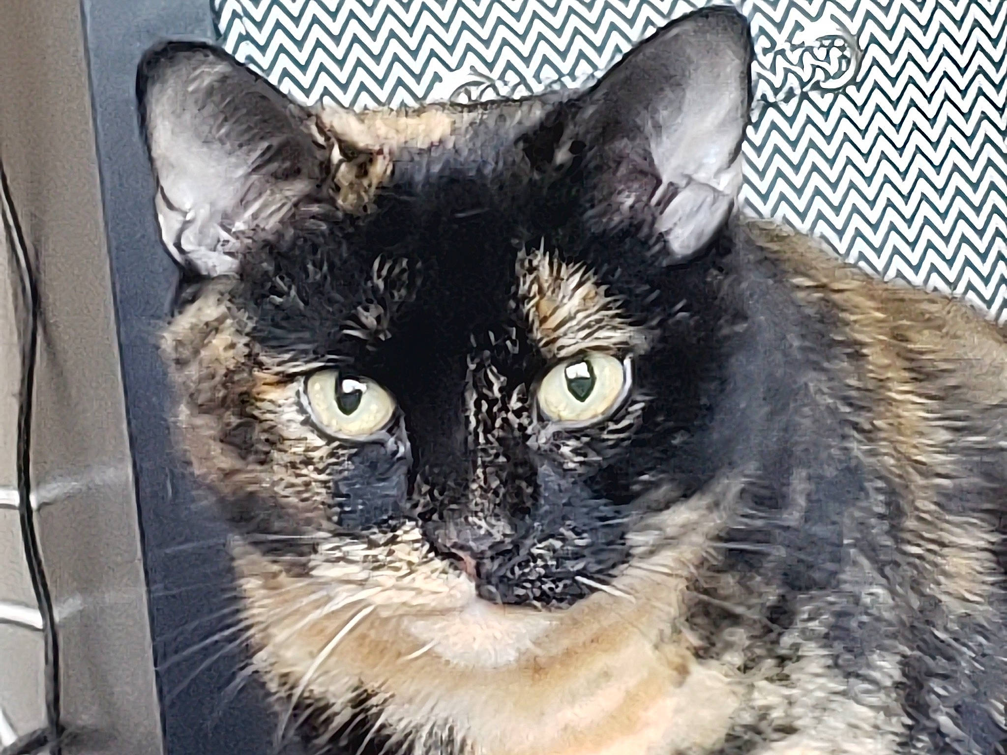 Mabel joined the competition — help win amazing prizes! black_cat, box, carnivore, cat, domestic_short_haired_cat, felidae, fur, iris, mesh, small_to_medium_sized_cats, snout, terrestrial_animal, whiskers, window