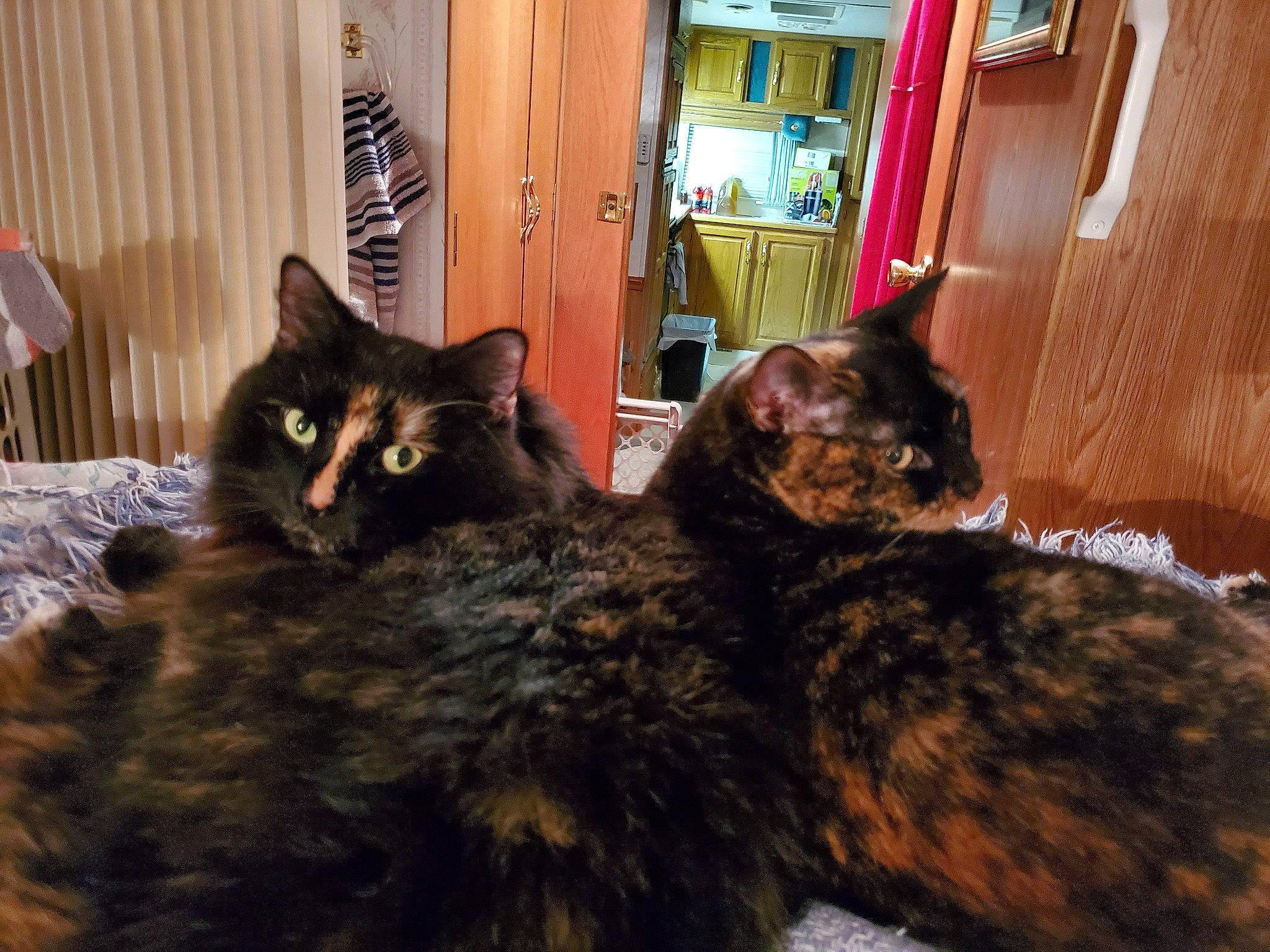 Mabel joined the competition — help win amazing prizes! brown, carnivore, cat, chair, comfort, curtain, domestic_short_haired_cat, door, felidae, fur, mammal, room, small_to_medium_sized_cats, snout, tail, terrestrial_animal, vertebrate, whiskers, window, wood