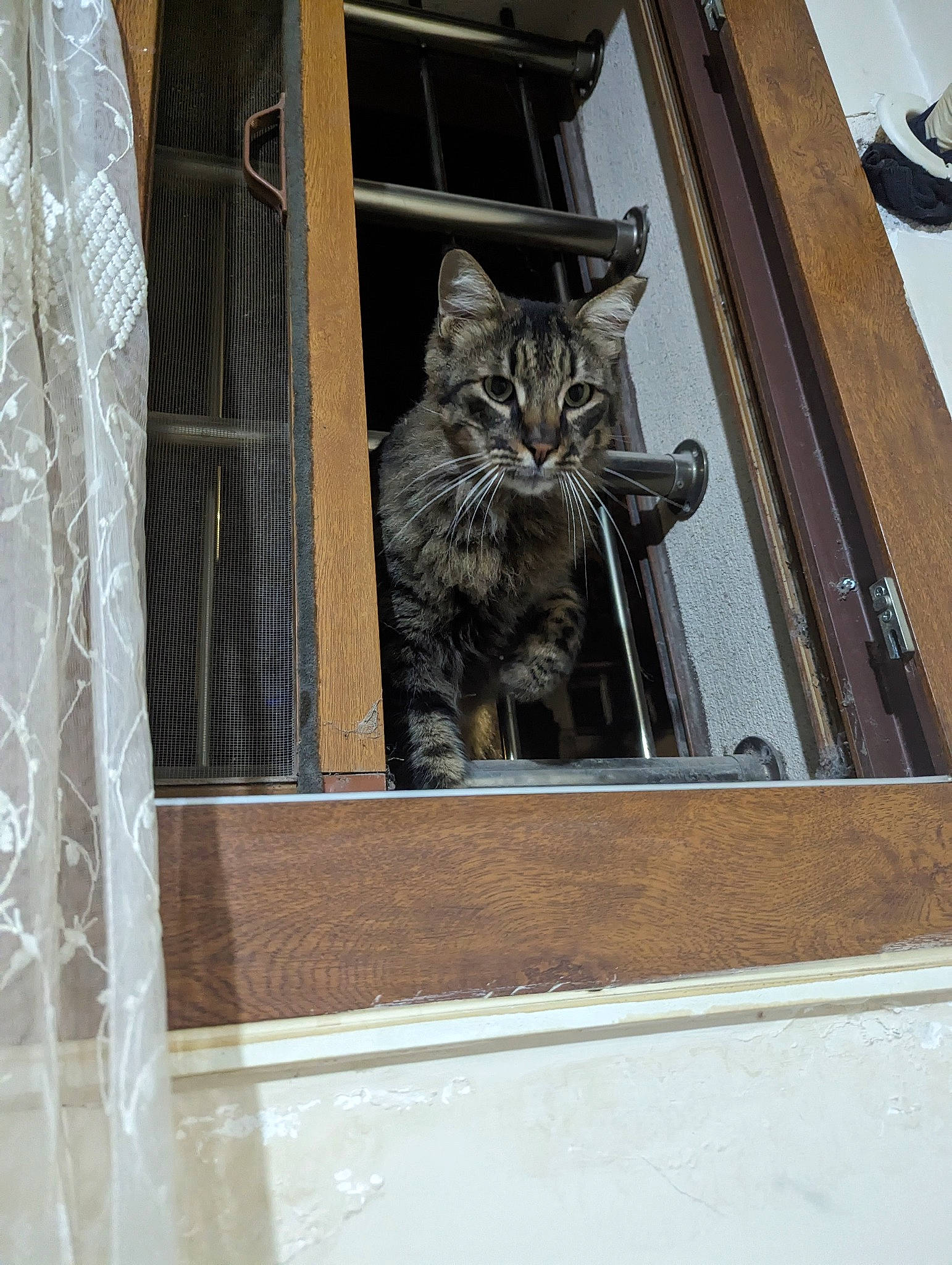 Aslan participe au concours pour gagner de l'argent avec cette photo : carnivore, cat, curtain, domestic_short_haired_cat, felidae, flooring, fur, glass, hardwood, home_door, metal, pattern, rectangle, room, small_to_medium_sized_cats, tail, terrestrial_animal, whiskers, window, wood