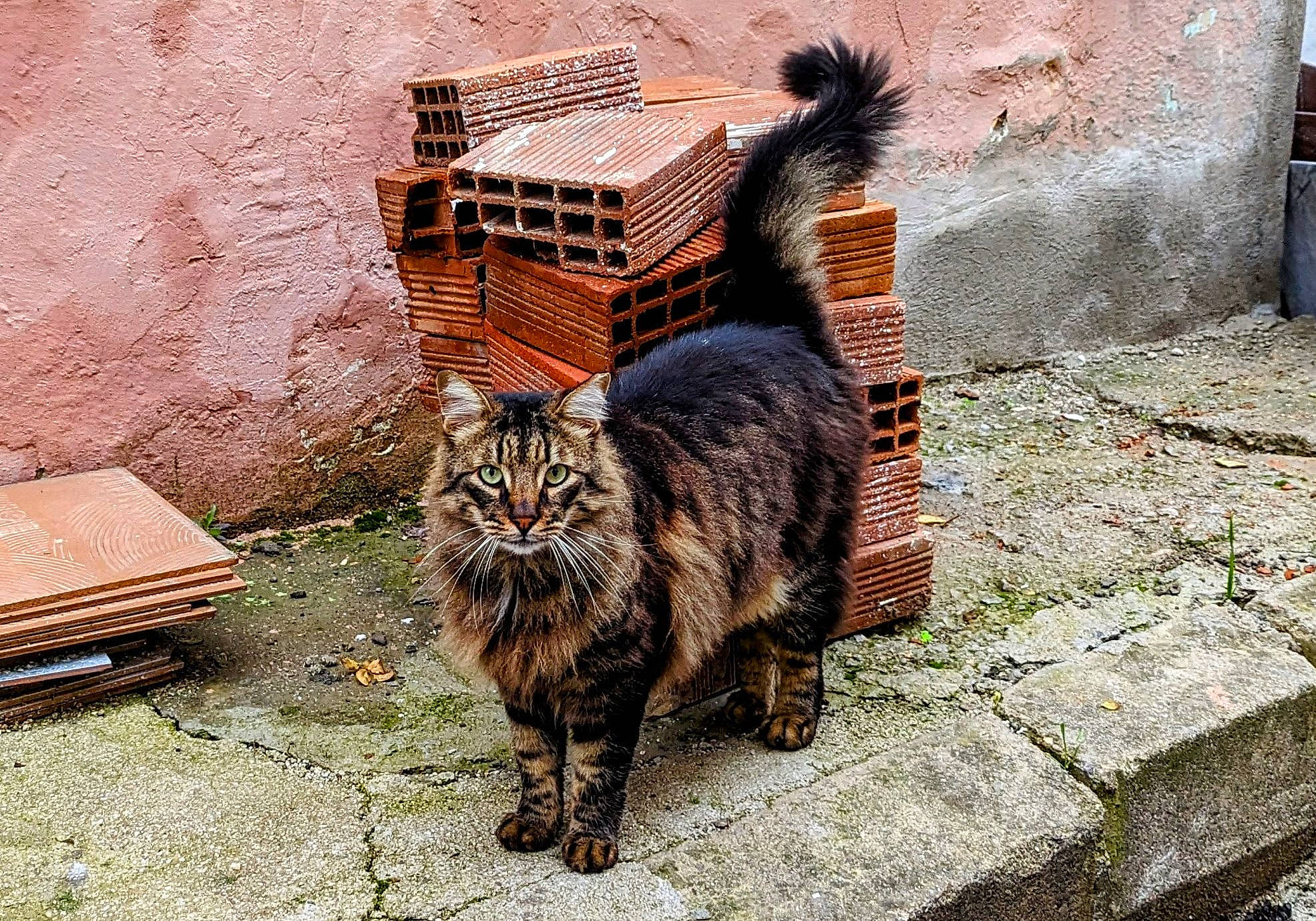 Aslan a rejoint le concours — aidez-le/la à gagner de superbes lots ! brick, carnivore, cat, cobblestone, domestic_short_haired_cat, felidae, flooring, fur, grass, plant, road_surface, sitting, small_to_medium_sized_cats, snout, street, tail, terrestrial_animal, whiskers, window, wood