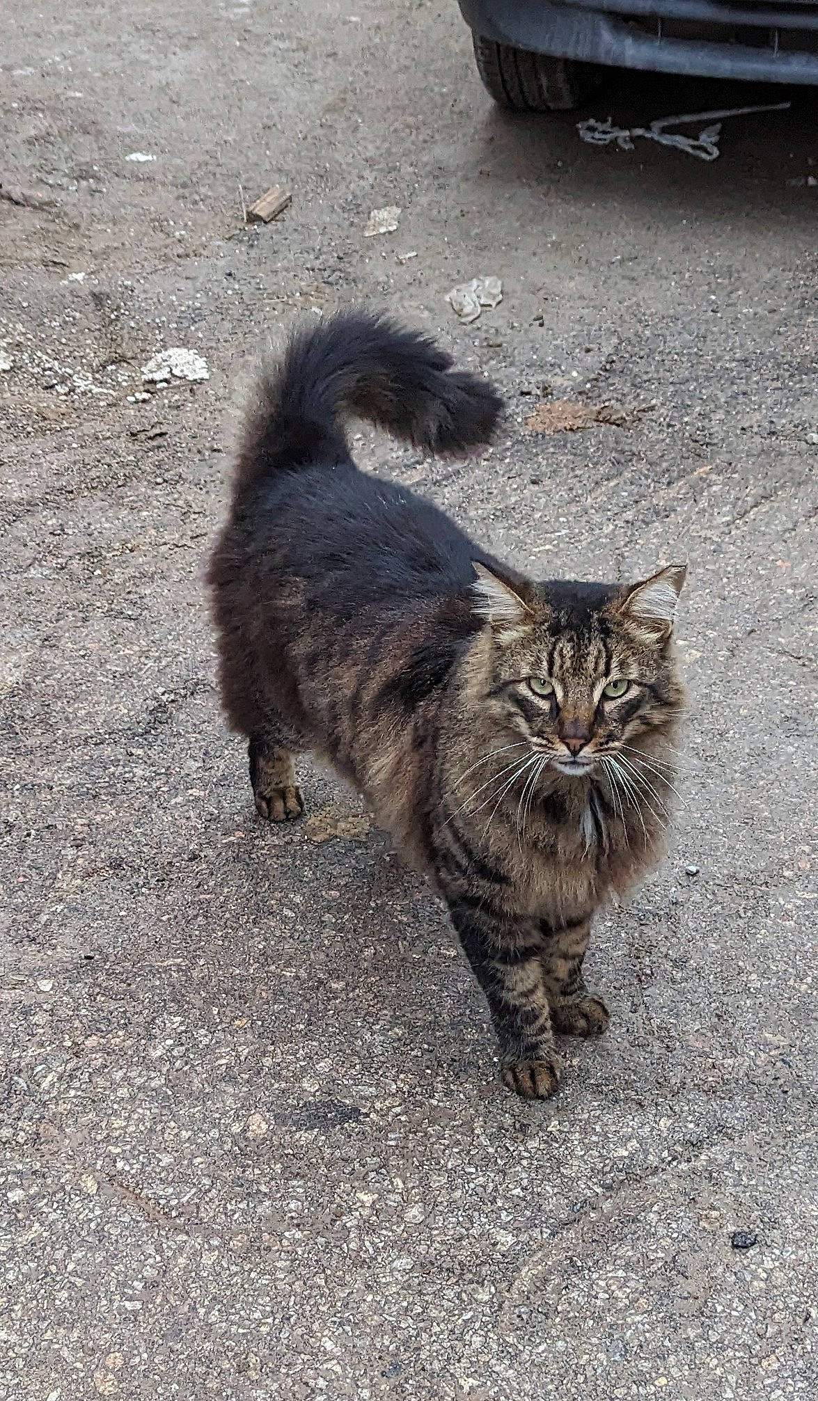 Aslan participe au concours pour gagner de l'argent avec cette photo : asphalt, automotive_tire, carnivore, cat, domestic_short_haired_cat, felidae, flooring, fur, grass, grey, paw, road_surface, sidewalk, small_to_medium_sized_cats, soil, tail, terrestrial_animal, tire, wheel, whiskers