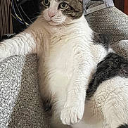 Bubba Doo joined the competition — help win amazing prizes! cat, tabby, white_fur, pet, indoor, couch, furniture, relaxed, animal, fur, paw, face, ear, whiskers, seated, cap, textured, gray, cozy, home