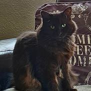 Blossom joined the competition — help win amazing prizes! animal, black_cat, cat, close_up, cozy, cushion, decor, domestic, feline, fluffy, furniture, green_eyes, household, indoor, pet, portrait, sitting, sofa, text, wall