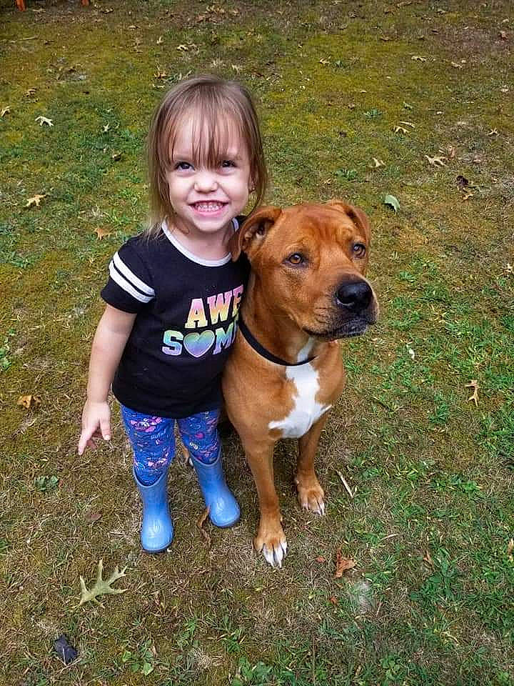 Kyliegh is registered to the contest to win money with this photo: american_pit_bull_terrier, american_staffordshire_terrier, canidae, carnivore, companion_dog, dog, dog_breed, fawn, joy, mammal, non_sporting_group, person, pit_bull, sporting_group, staffordshire_bull_terrier, vertebrate